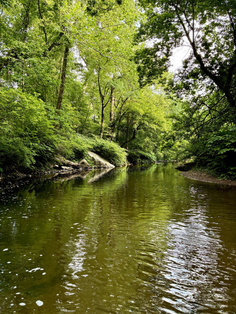 A creek flows through the woods, its gently swift current winding between the banks. A large boulder along the left bank is covered in lush green foliage, while a small pebble-covered beach lies along the right bank. The moving water reflects the surrounding greenery. 