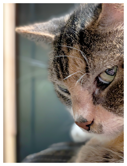 close-up of a calico cat’s face in profile, showing green eyes, white whiskers, and brown, black, and white fur. the cat looks intently to the left. blurred, geometric background.