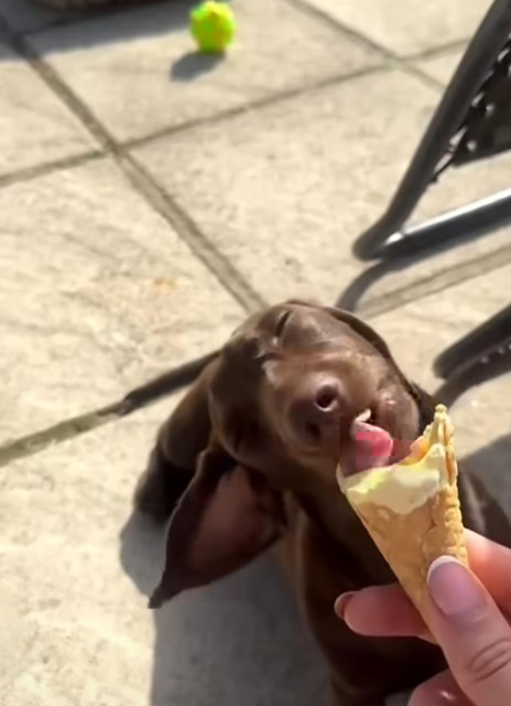 Photo of a Daschund who's licking the ice cream from a cone someone's holding for him. The dog's eyes are closed in pleasure, his head is leaning to the side and his big ear hangs down almost touching the ground. 