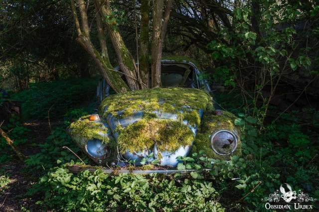 An abandoned blue Volkswagen Beetle, covered in green moss, sits in a forest with trees growing through its engine bay.