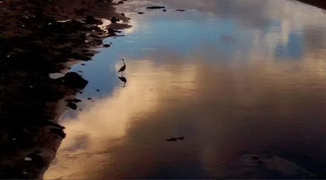 A heron stands in shallow water at the end of Wick river, at low tide. The shore is dark but the smooth surface of the water reflects a blue sky and clouds.