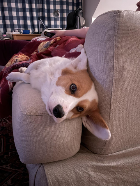 Red & white Pembroke Welsh corgi with blue eyes lying feet out on the front of a big cushy tan canvass chair; we are looking head-on as her left ear hangs down into the crack behind the seat cushion, her right ear is smooshed by the front of the chair arm, her lip hangs loosely, & two of her short legs stick out just over the edge; a deep red throw blanket & a person’s arm holding a TV remote also occupy the chair 