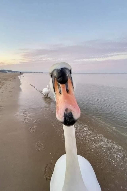 close up of a swan on a beach