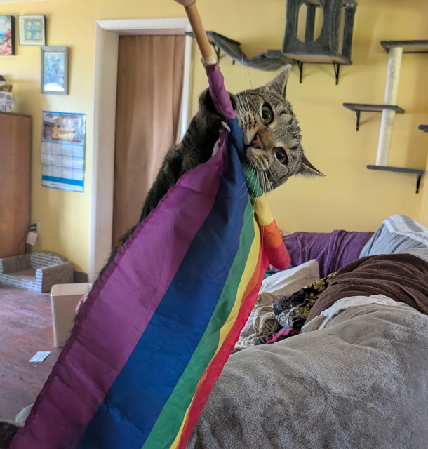 Topaz gnaws on the wooden dowel that serves as the rainbow flag's flagpole. 