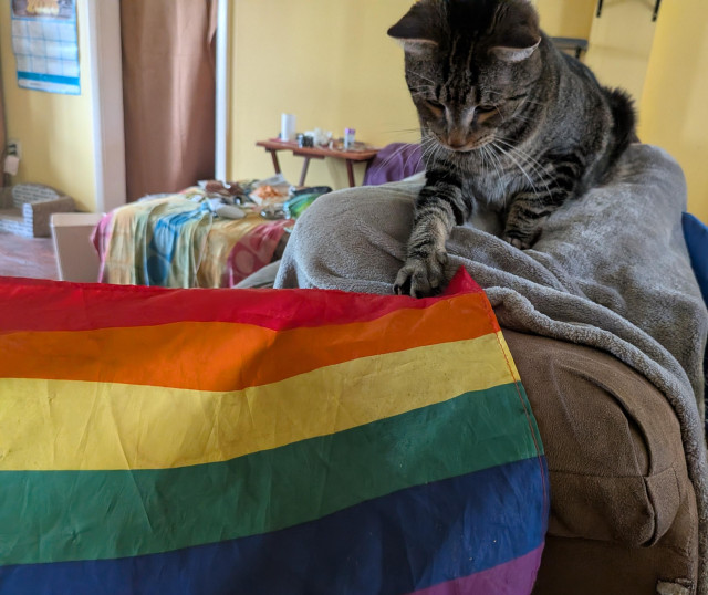 Topaz, a young brown tabby, perches atop the back of a couch and claws curiously at a handheld rainbow flag that's draped across the end of the couch. Behind her are yellow walls and gray cat shelves.
