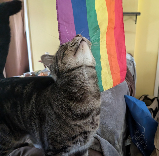 Topaz looks up, exposing the creamy color of her chin, presumably at the hand which is dangling a rainbow flag behind her. 