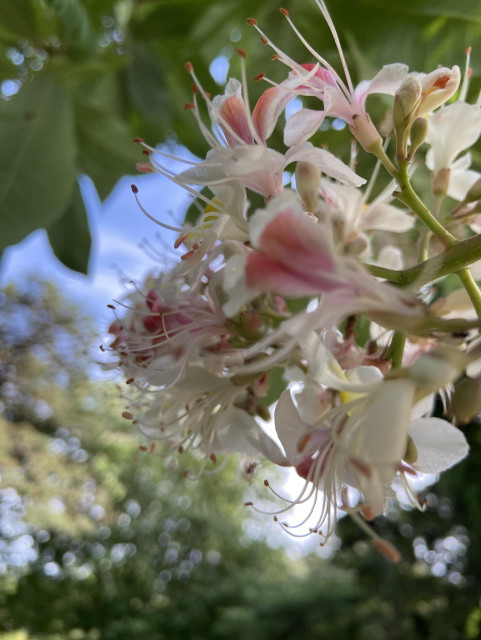 Looking up close at a cluster of India horse-chestnut flowers, mostly white with pink centers. They're a little out of focus, making the photo kind of dreamy