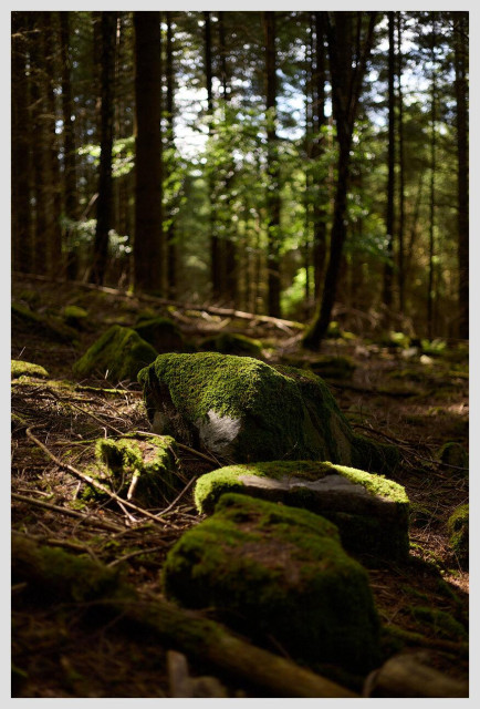 Vertical image of three large moss covered rocks in a forest. The rocks are partly lit by sunlight falling through the canopy. The ground rises from the right to the left and is covered in pine needles. In the background slightly blurred trees are visible.