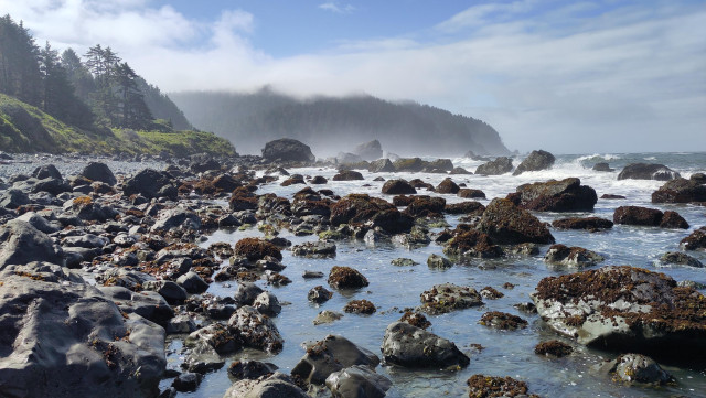 A landscape-style photo along a rocky shore where the bottom third is all kelp-covered rocks surrounded by bright-blue water. The top third has brighr green grassland with conifers jutting out to the left. Behind it a hill appearing almost black behind a layer of mist juts out further, about to thirds of the frame over to the right. Above there are wispy white clouds and a little bit of blue sky. 