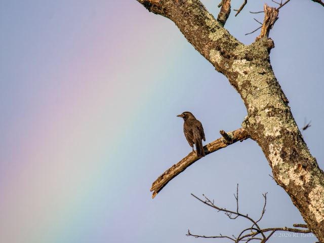 An American robin perched in a dead tree looks outward in the direction of a rainbow.