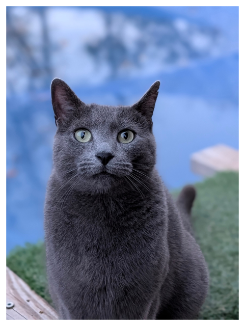 a gray cat with short fur (a Russian blue) with chartreuse eyes sits on green artificial grass, staring intently at the camera. the background is softly blurred with cool blue tones, water in the pool covering reflecting nearby trees.