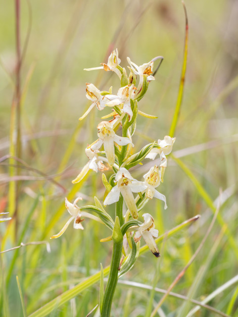 Lesser Butterfly Orchid