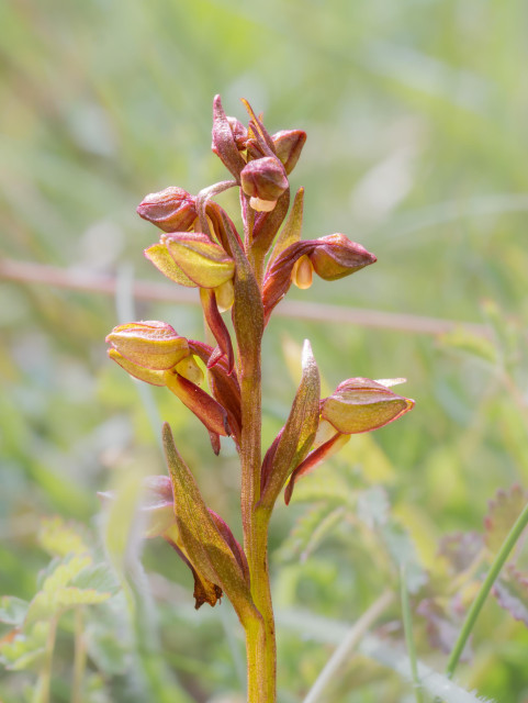 Frog Orchid