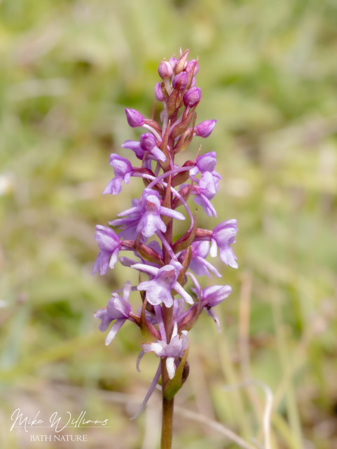 Chalk Fragrant Orchid