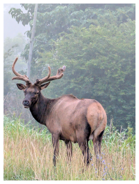 a large elk with velvet-covered antlers stands in tall grass, turning its head toward the camera, making eye contact. Lush green trees and plants create a wooded, misty background.