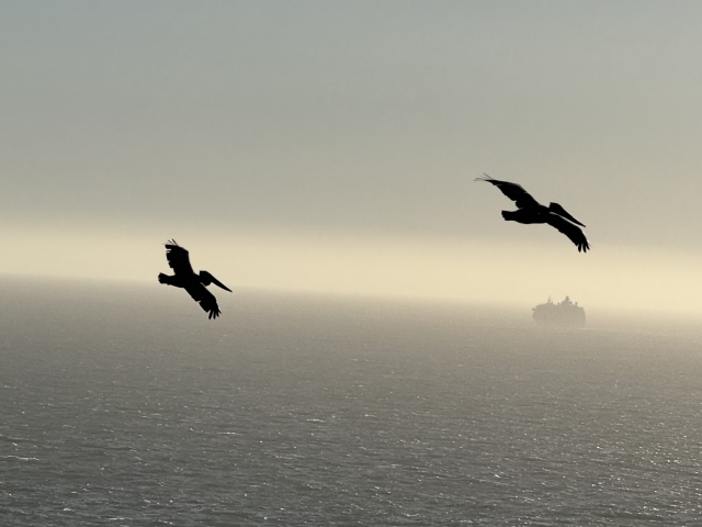 pelicans over the ocean, with a cargo ship on the horizon