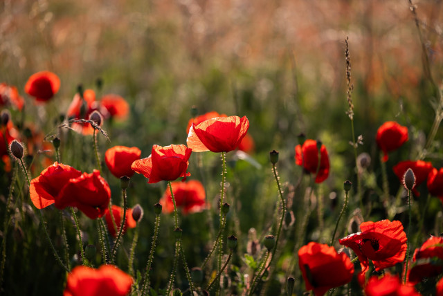 A photo of a poppy field in the late evening sunlight.