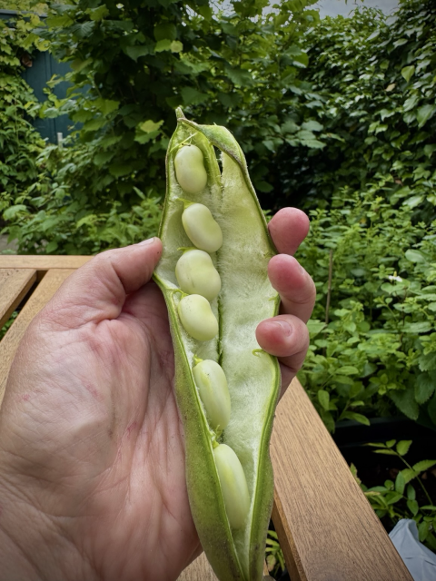 A photograph of a hand holding a half opened bean pod showing the tiny light green beans inside the fluffy interior. Garden in the background. 