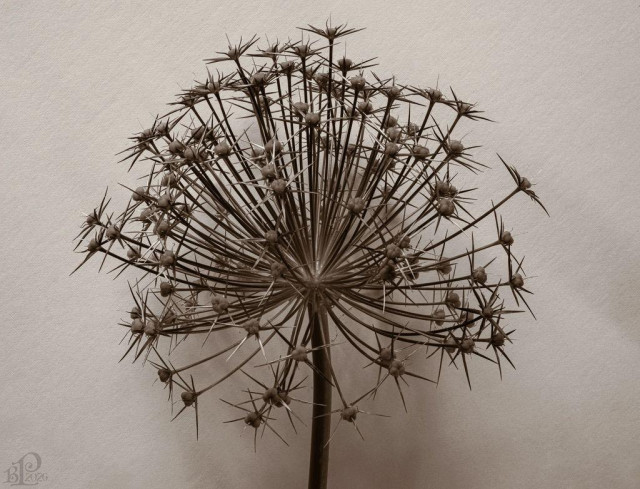 Digital sepia toned photo

A single inflorescence, which is a near-globular umbel. Each of the florests has a prominent ovary surrounded by spiky (spent, here) petals.