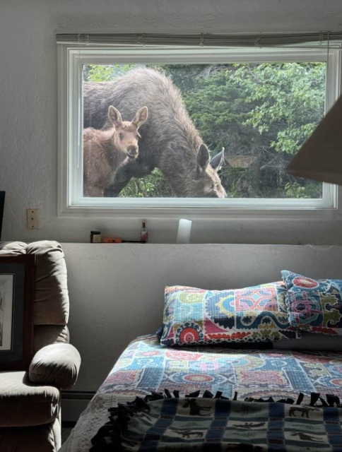 A very young baby moose peers through the yard level window into our office.  Mama moose is head down behind the baby eating grass.  A brightly colored bedspread covers the day bed and pillows.
