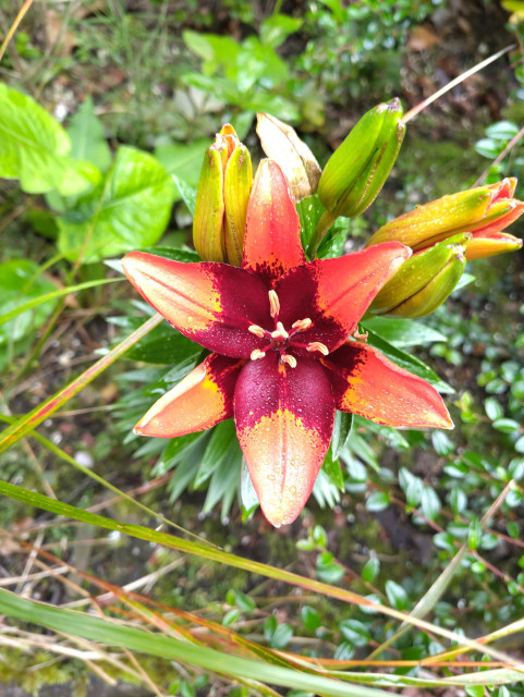 Photo of a star-like orange flower with darker purple in the middle, several other unopened buds behind it and different kind of grass and leaves in the background
