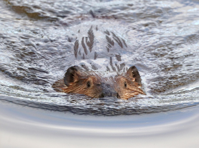 Close photo of a beaver swimming straight toward the camera, pushing water ripples ahead of it and mesmerizing swirls around and behind it. Along with streaks of water along its brown fur, the photo is full of textures. Most of the animal is below water, but you can see its face and head, big nose, small eyes and round ears.