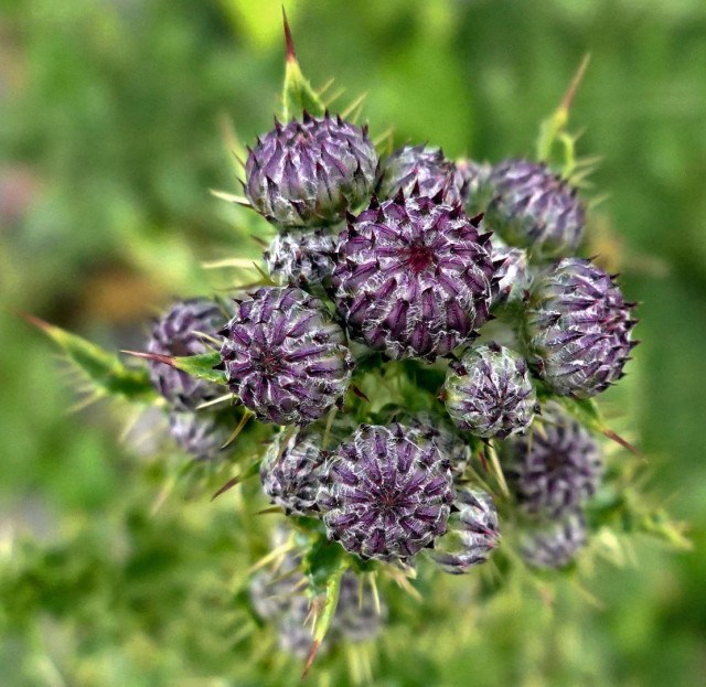 Une Cirse des champs en boutons (qui sont dans des nuances de mauve), vue du dessus.