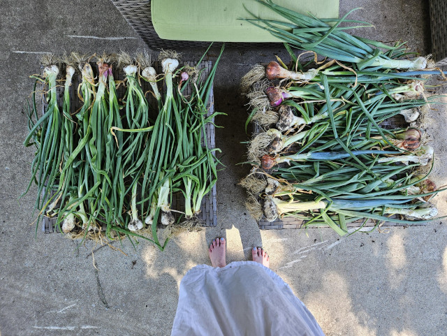 Green onion tops laid out on two woven ottomans. White and red bulbs with bushy white roots are on the ends. My bare feet and white dress are at the bottom. I had to hold the phone way up to get the picture so the framing isn't great!