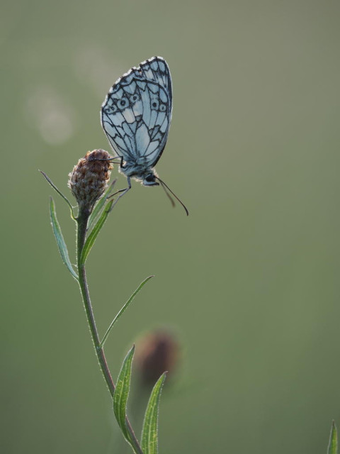 Von unten ragt ein Wiesenknopf leicht nach links in die Höhe. Darauf sitzt ein schwarzweiß gemusterter Schmetterling.