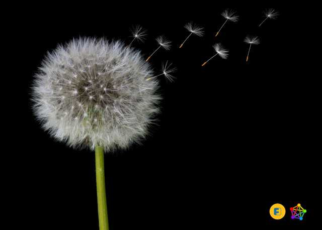 Die Pusteblume als Symbol vieler kleiner Server, die sich miteinander verbinden und dabei ein größeres Ganzes bilden.