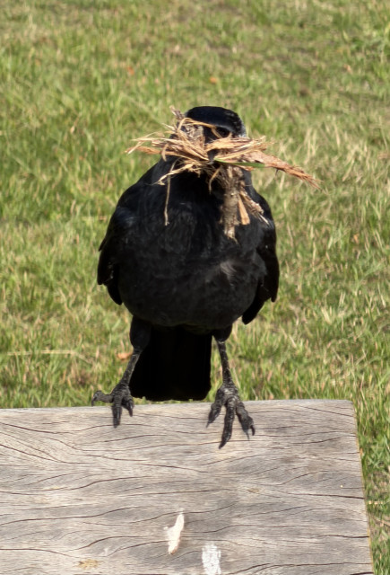 Twee foto’s van een kauw met strootjes in de bek, waarschijnlijk nog om een nestje te bouwen. Op de ene foto kauw van voren. Je ziet de kop nauwelijks, alleen de strootjes. Op de tweede foto vliegt de kauw net weg en zie je alleen nog de poten en achterveren.