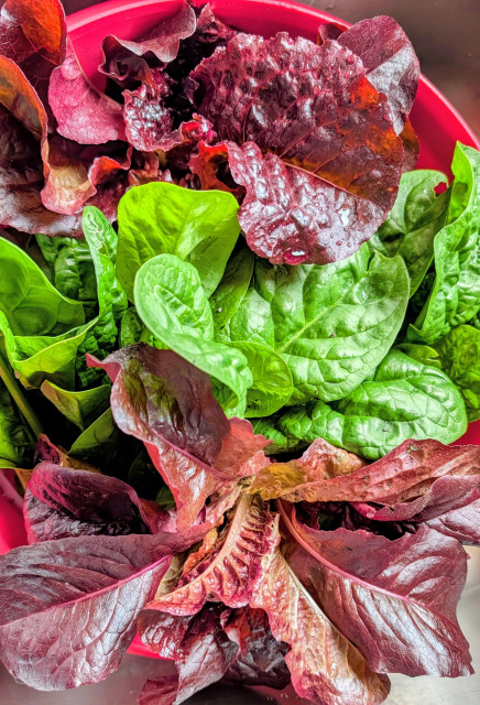 A bowl of freshly picked spinach and lettuce. 
Red and green. 