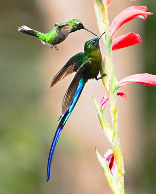 A beautiful long-tailed hummingbird clutches onto a tall scarlet flower with his feet while lifting head and wings and shutting eyes to deny attention to the smaller hummingbird tapping him on the head.  The smaller hummingbird is flying with a cocked tail that appears to have a dab of white paint on it.  This is a Purple-bibbed Whitetip challenging a Violet-tailed Sylph.  Male birds. Angel Paz, Ecuador. Photo by Peachfront.