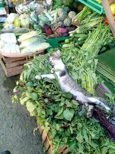 a grey tabby stretched out on a display of vegetables