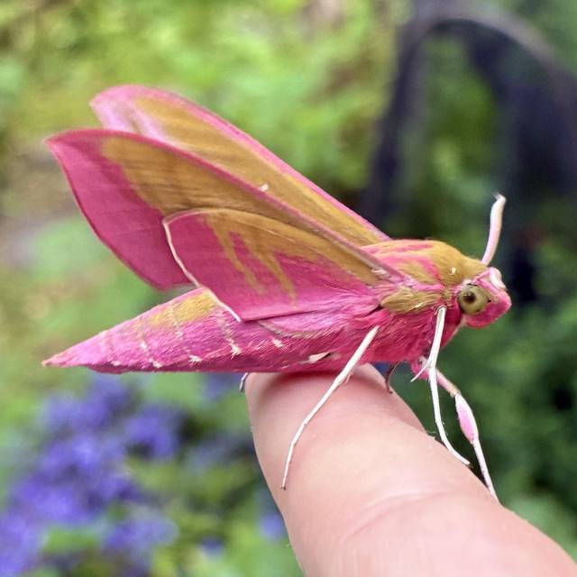 A side-profile macro photograph of a large Elephant Hawk-moth (about 6cm long and very chunky) resting calmly on the tip of a person's index finger. It faces right. The moth displays a striking, high-contrast colour scheme of deep magenta-pink underneath of its abdomen and golden olive-green on its head and top of abdomen. Its long, aerodynamic wings are held up and slightly swept back as they flap ready for take-off, showing broad stripes of olive-green bordered by thick bands of bright pink. Its head features a smooth, round greenish eye and a thick coat of pink and olive fur, while its long, spindly legs are a stark, contrasting white. The background is a blurred blend of green foliage and purple garden flowers.jpg].
