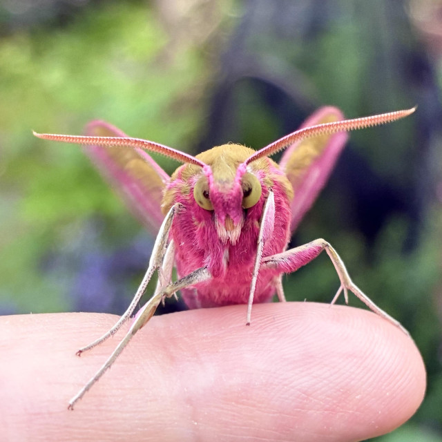 A direct head-on macro photograph of an Elephant Hawk-moth balancing on the tip of a person's index finger. The moth faces the camera showing its fluffy face covered in deep magenta-pink. Two very large, round, greenish-yellow compound eyes are prominently visible on either side of its pink palps which extend down like two goofy teeth. Extending widely to the left and right are its thick, tapered antennae, which are detailed with fine ridges and coloured in a pale pinkish-orange. The top of its thorax features a thick patch of golden-olive fur. Its long, thin legs are mostly white with pink accents and they extend downward to grip the finger. In the background, its vibrant pink and olive wings are swept upward and slightly out of focus, set against a soft blur of green garden leaves and purple flowers.jpg].