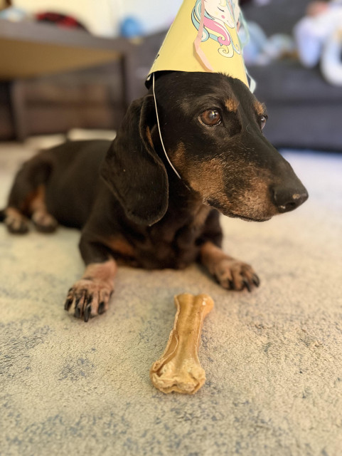 A black and tan dachshund wearing a yellow unicorn party hat lies on a light-colored carpet in a living room. She is looking calmly to the side with a relaxed expression. In front of her lies a large, well-chewed rawhide bone. The photo has a warm and celebratory atmosphere as she marks her “second birthday” one year after a life-threatening heart episode.