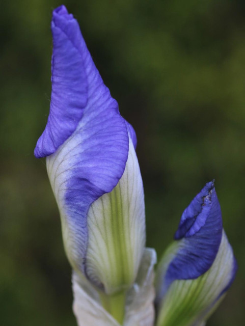 Macro photograph of a Siberian iris flower bud, about to open, but with its blue and white petals veined with green still curled and ending in a long point. Strangely, the iris resembles a person's head, with a turtleneck, a pointed hat, and wavy bangs. Another, smaller bud is located to the right and behind. The background is green.

Photographie macro d'un bouton de fleur d'iris de Sibérie, sur le point d'ouvrir mais ses pétales bleus et blancs veinés de vert encore enroulés et se terminant en une longue pointe. Étrangement, l'iris ressemble à la tête d'un personne, avec un col roulé, un chapeau pointu et une frange de cheveux ondulée. Un autre bouton plus petit se trouve à droite et derrière. L'arrière-plan est vert.