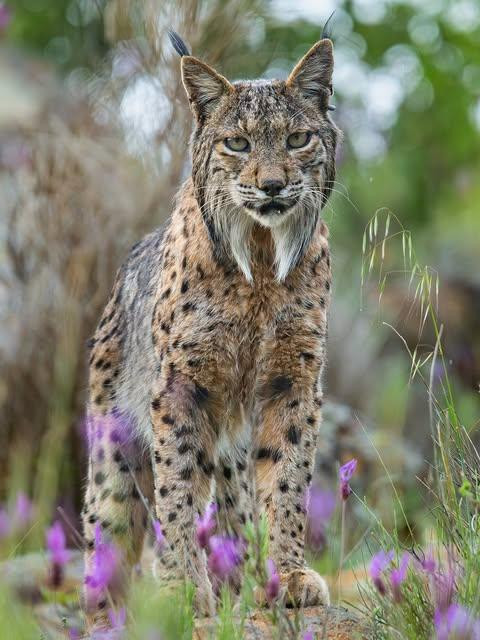 Male Iberian lynx (Lynx pardinus) in purple wildflowers