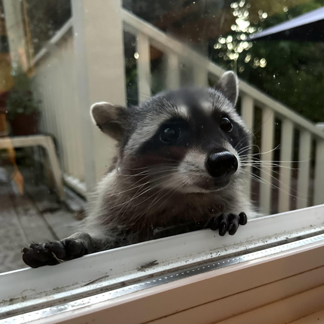 Clearly and obviously, a handsome grey cat possibly in a Zorro mask, and absolutely not a raccoon, plaintively looking for treats