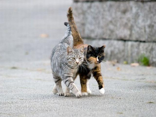 grey and white tabby walks with calico on the sidewalk path
