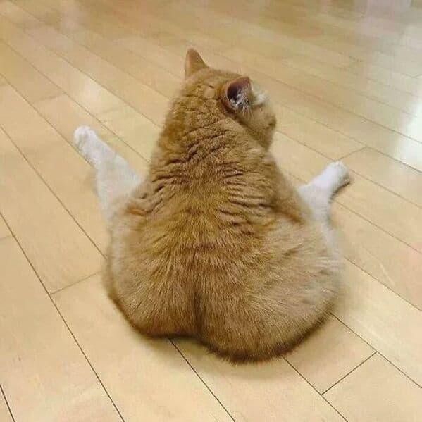 An orange tabby cat sitting on the floor with their back to the viewer. Their sitting position has their hind paws out in front of them.