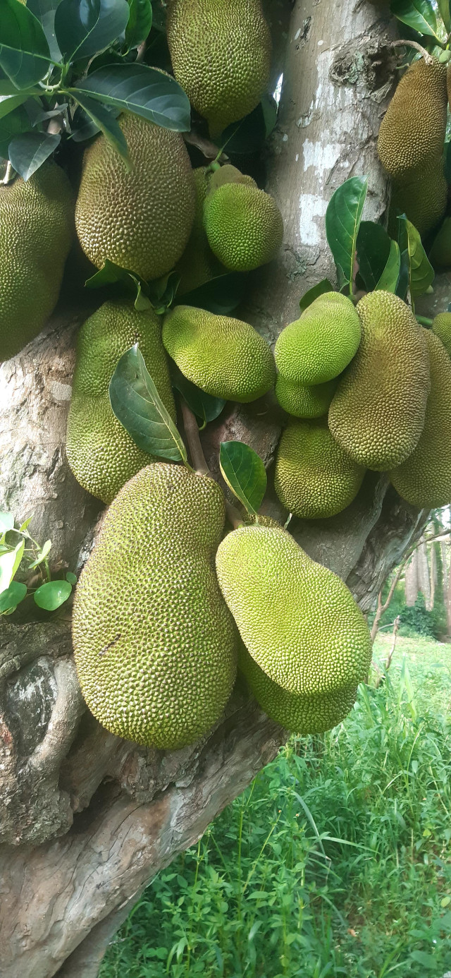 Plenty of Jack fruit in the tree