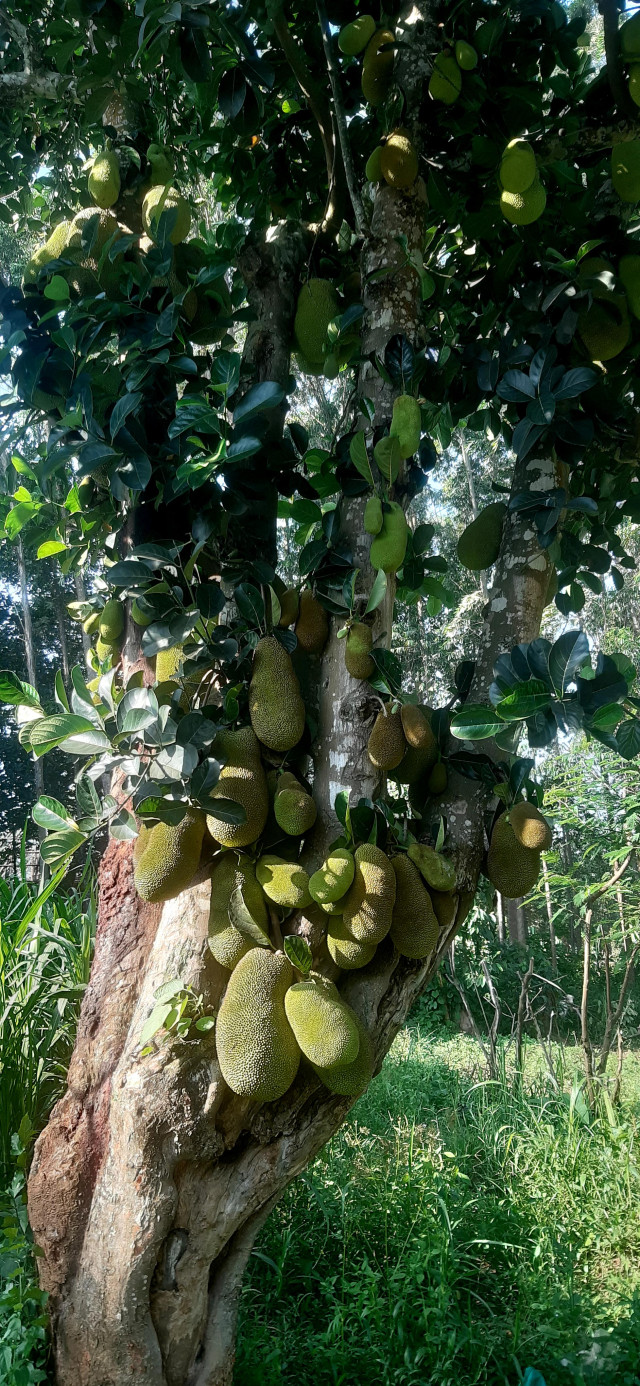 Plenty of jack fruit