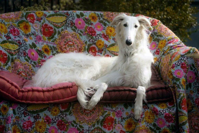 white afgan dog lying on a colorful flower-patterened coutch
