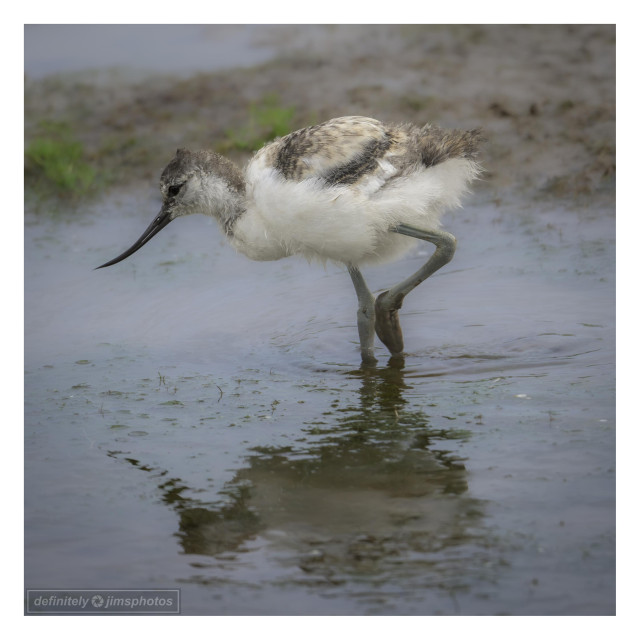a young wading bird at the edge of a lake
