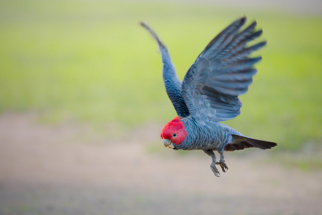 A male Ganggang flying low over the ground, wings fully spread and feet tucked, against a blurred green background.