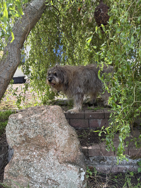 Dog standing under a large bush.