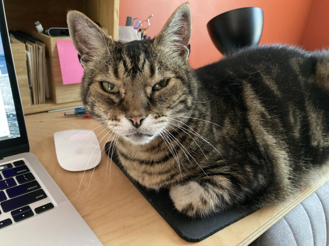 Tabby cat in a loaf position parked on a black mouse pad. The mouse intended for said mouse pad sits on a pale wood desk next to an open laptop.