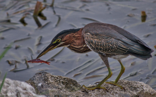 Green Heron holding a small red fish while standing on shoreline rocks beside shallow water.